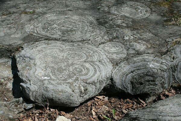 Stromatolites exposed in the Cambrian-Aged Hoyt Limestone at Lester Park, near Saratoga Springs, New York.